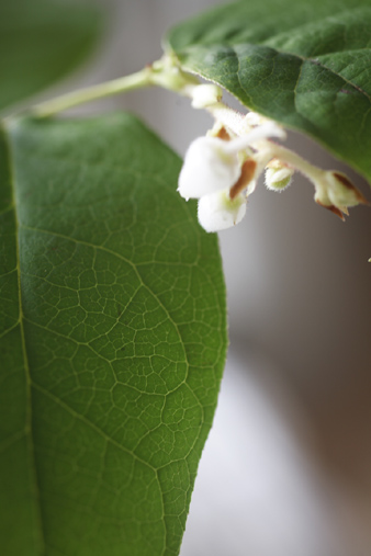 lemonleaf2.jpg
