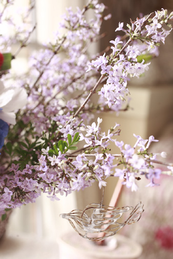lilac.jpg
