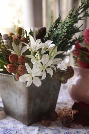 milabiflora.jpg