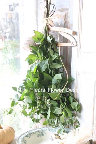 mountainmint.jpg