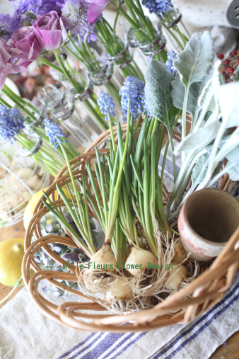 muscari2.jpg