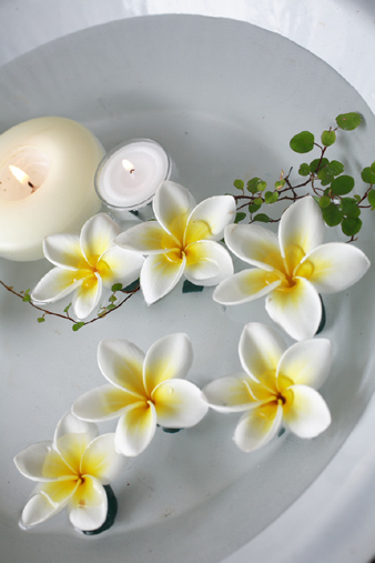 プルメリア: フラワーアレンジメント・Floral Comfort