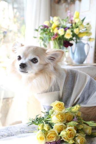pyunyellowflower.jpg