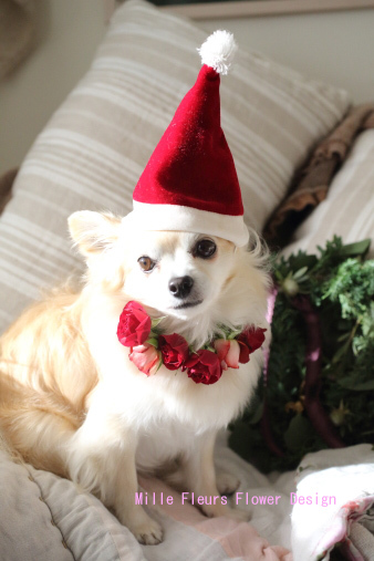 ringdog.jpg