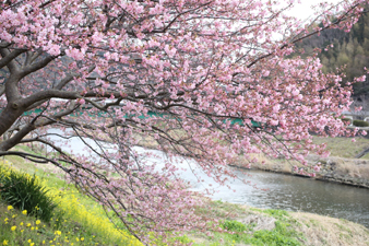 shimogamo1.jpg