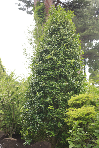 shozo5.jpg