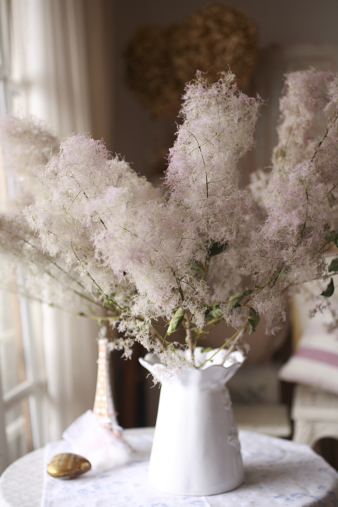smoketree.jpg