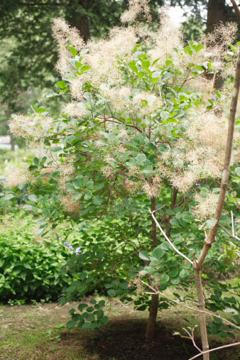smoketree3.jpg