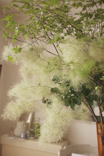 smoketree6.jpg