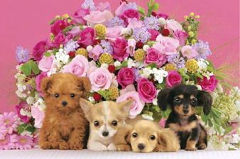sweetflower.jpg