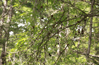 tateshina67.jpg