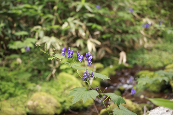 tateshina68.jpg