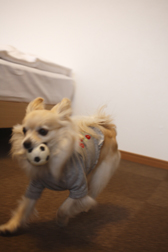 tateyama31.jpg