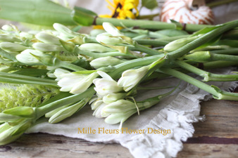 tuberose2.jpg