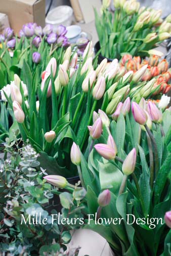 tulip200.jpg