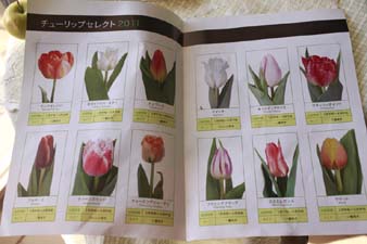 tulipselect.jpg