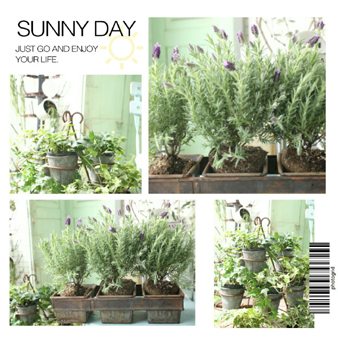 verandagarden.jpg