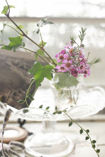 waxflower2.jpg