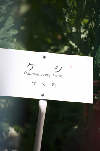 yakuyou10.jpg